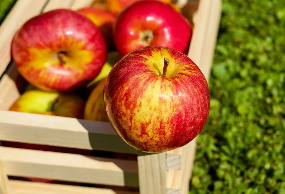 Rote und gelbe Äpfel in einer Holzkiste auf grünem Gras