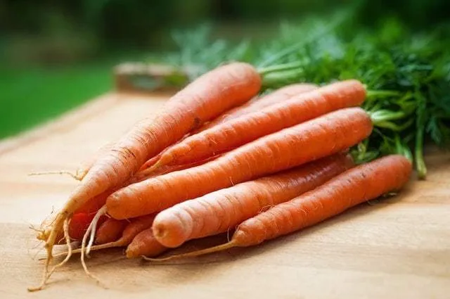 Botte de carottes fraîches avec leurs fanes sur une planche en bois