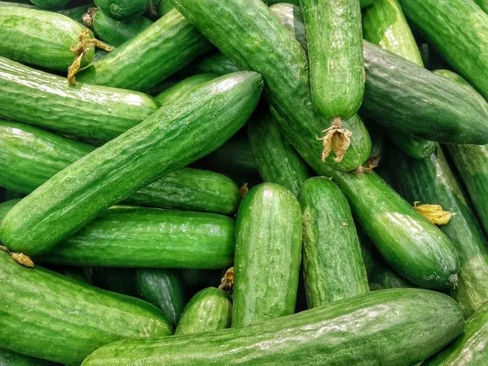 Ein Haufen frischer grüner Gurken