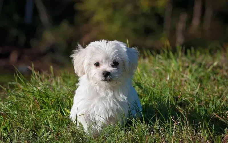 A photo illustrating a new puppy checklist