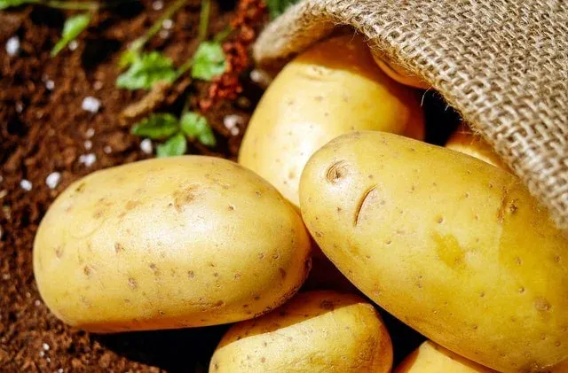 Pommes de terre jaunes à moitié sorties d'un sac de toile de jute