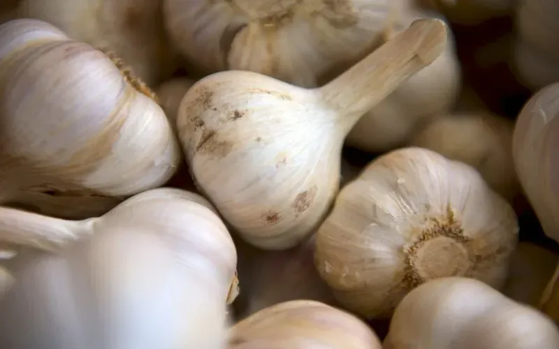 A photo of garlic, illustrating how to store it