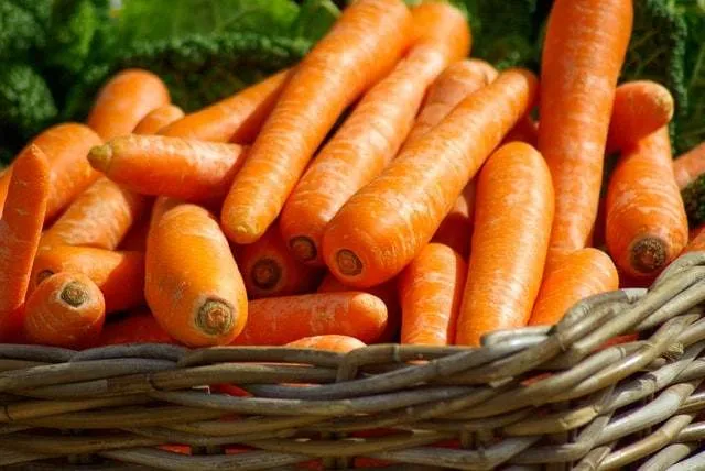 Carottes orange fraîches dans un panier en osier