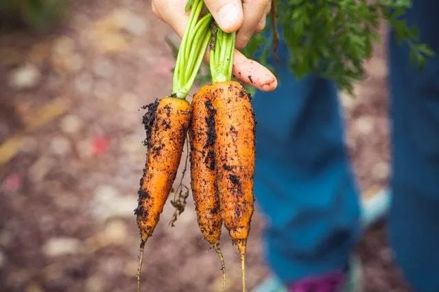 Carottes couvertes de terre tenues à la main avec leurs fanes
